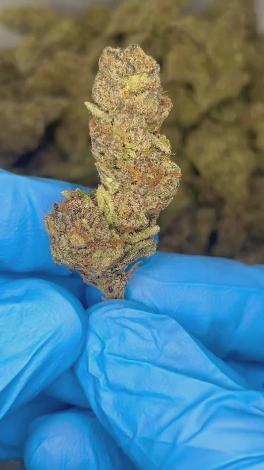 Glitter Bomb (Indica)